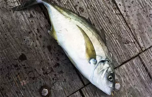 「【神奈川2020】海上釣り堀「みうら海王」メインターゲット3種攻略法」の画像