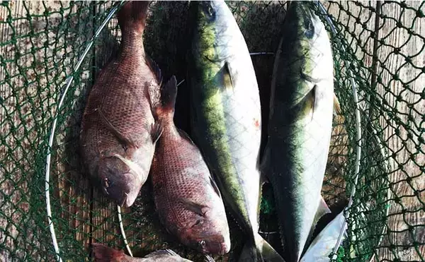 【神奈川2020】海上釣り堀「みうら海王」メインターゲット3種攻略法