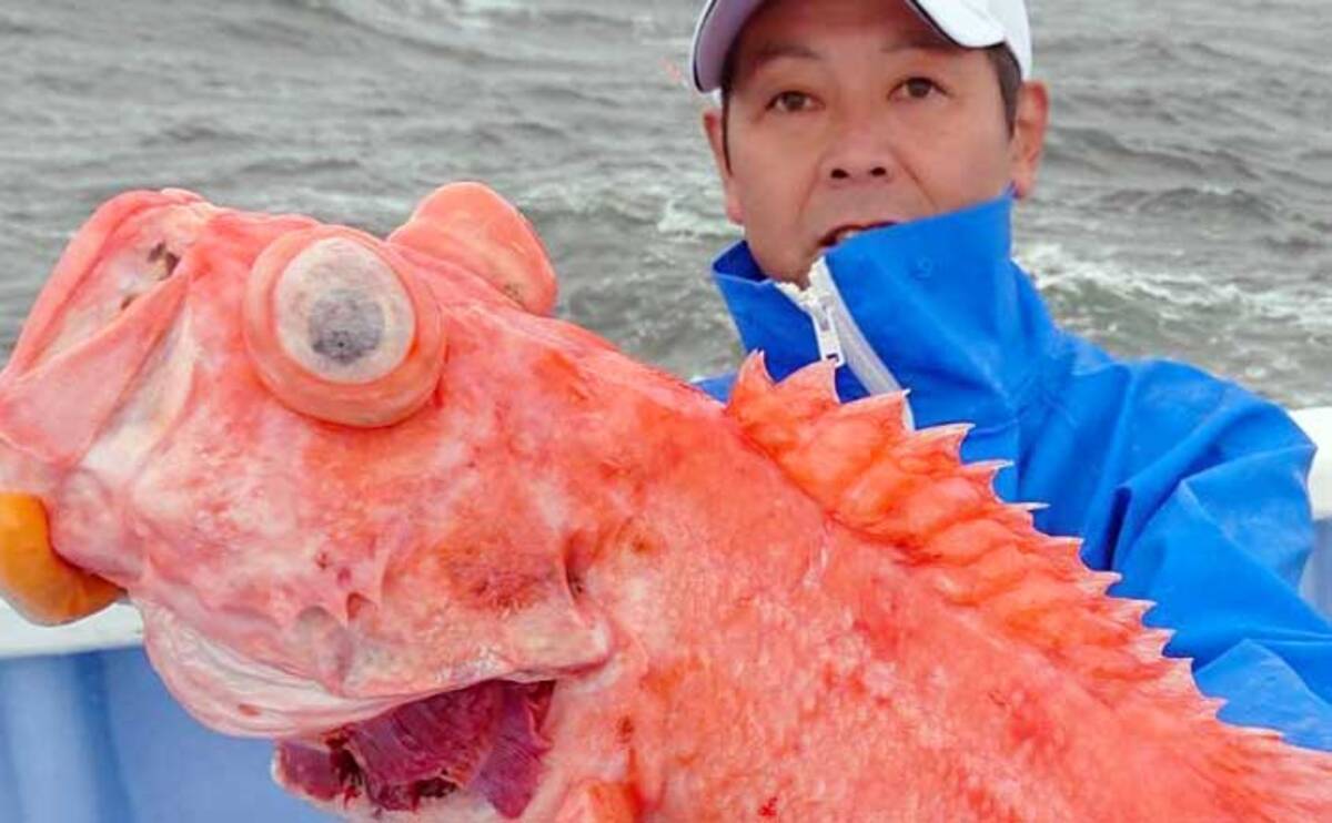 鹿島沖 深海の高級魚 メヌケ 釣り入門 底ダチが釣果のカギ 年7月24日 エキサイトニュース