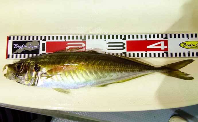 【三重・福井】船釣り最新釣果　ジギング＆タイラバで良型マダイ浮上