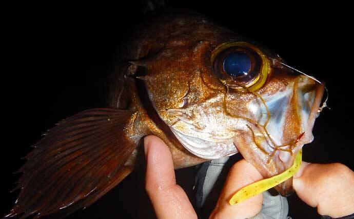 ワームでグレを狙う グレング で良型40cm 磯釣りの新釣法となるか 年7月26日 エキサイトニュース 3 3