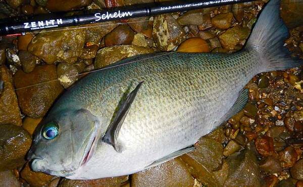 ワームでグレを狙う グレング で良型40cm 磯釣りの新釣法となるか 年7月26日 エキサイトニュース