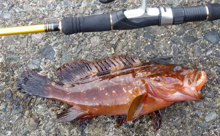 ロックゲームで30cm超えキジハタ浮上 フォールに好反応 福井 敦賀 年7月30日 エキサイトニュース ロックゲームで30cm超えキジハタ浮上 フォールに好反応 福井 敦賀 年7月30日 エキサイトニュース