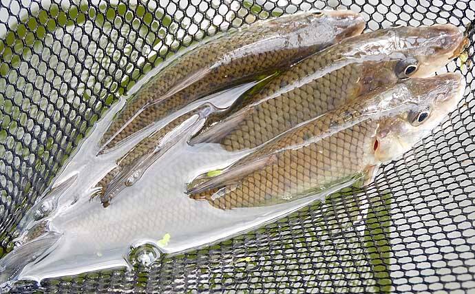 淡水小物リレー釣行で5魚種80尾 埼玉 川口自然公園 びん沼川 年7月30日 エキサイトニュース 4 4