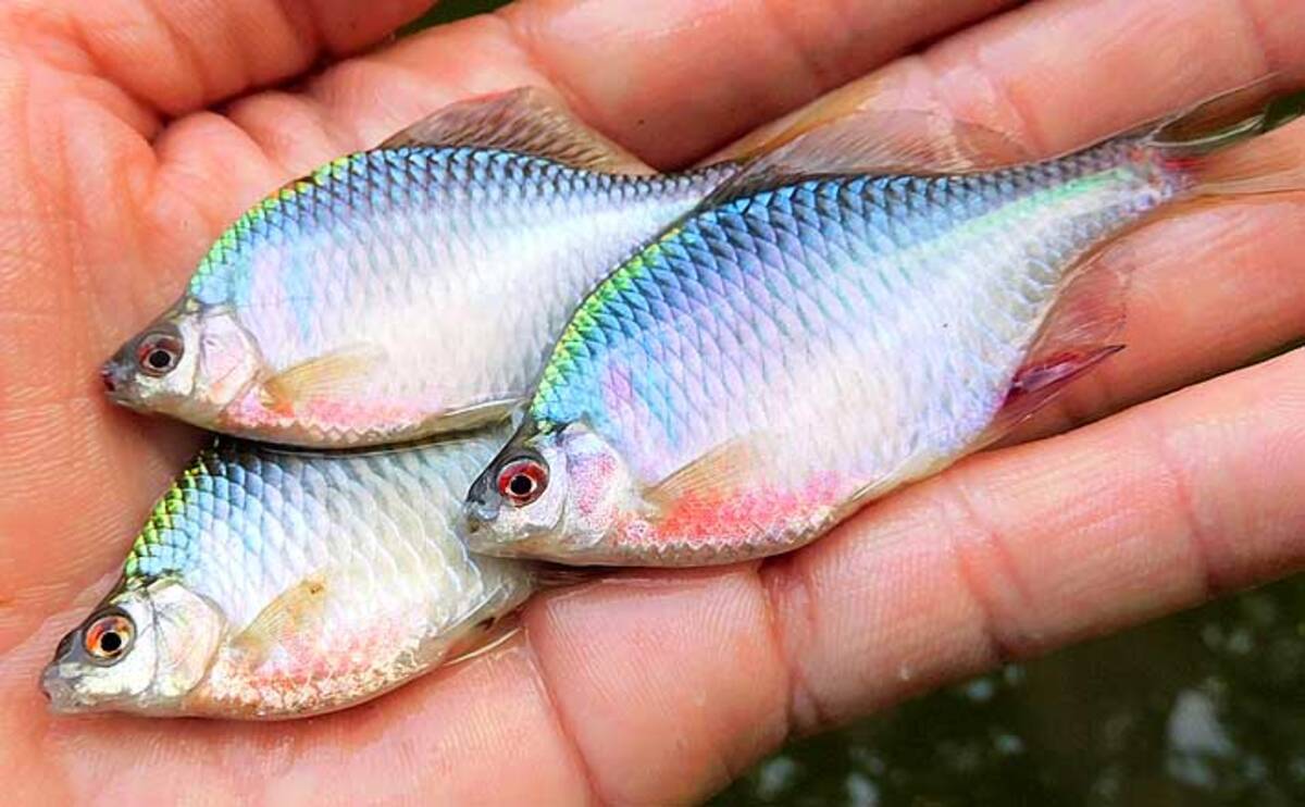 淡水小物リレー釣行で5魚種80尾 埼玉 川口自然公園 びん沼川 年7月30日 エキサイトニュース 2 4