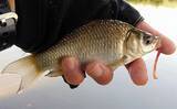 淡水小物リレー釣行で5魚種80尾 埼玉 川口自然公園 びん沼川 年7月30日 エキサイトニュース