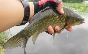 淡水小物リレー釣行で5魚種80尾 埼玉 川口自然公園 びん沼川 年7月30日 エキサイトニュース