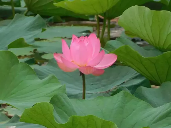 「「蓮の花」に囲まれ淡水五目釣り堪能 　20尾釣果【埼玉・慈恩寺沼】」の画像