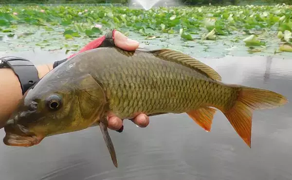 「「蓮の花」に囲まれ淡水五目釣り堪能 　20尾釣果【埼玉・慈恩寺沼】」の画像
