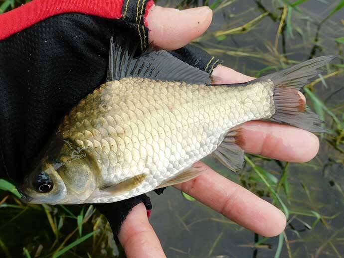 「蓮の花」に囲まれ淡水五目釣り堪能 　20尾釣果【埼玉・慈恩寺沼】