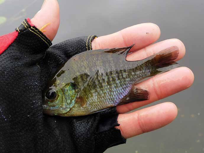「蓮の花」に囲まれ淡水五目釣り堪能 　20尾釣果【埼玉・慈恩寺沼】