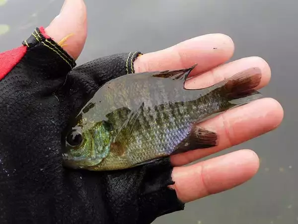 「「蓮の花」に囲まれ淡水五目釣り堪能 　20尾釣果【埼玉・慈恩寺沼】」の画像