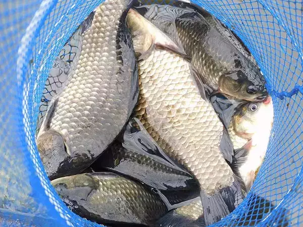 「「蓮の花」に囲まれ淡水五目釣り堪能 　20尾釣果【埼玉・慈恩寺沼】」の画像