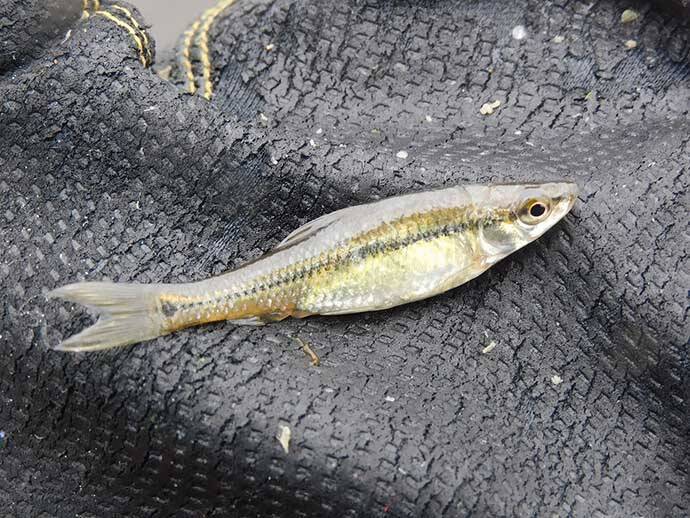 「蓮の花」に囲まれ淡水五目釣り堪能 　20尾釣果【埼玉・慈恩寺沼】