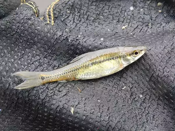 「「蓮の花」に囲まれ淡水五目釣り堪能 　20尾釣果【埼玉・慈恩寺沼】」の画像