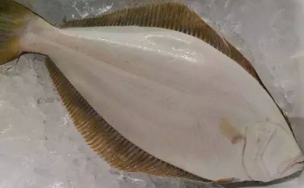 「ヒラメの天然・養殖の判別方法は簡単　見た目が「パンダ」かどうか？」の画像