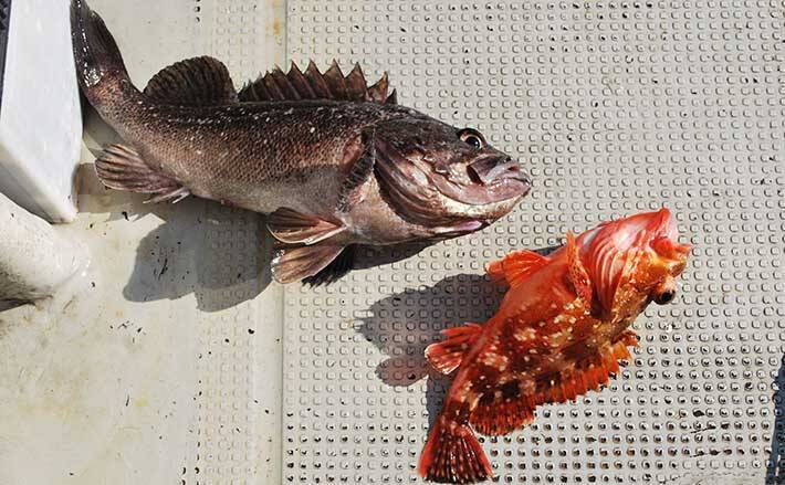 家族で釣りを始めるなら 船釣り で決まり 釣りモノ選びのコツとは 年8月6日 エキサイトニュース