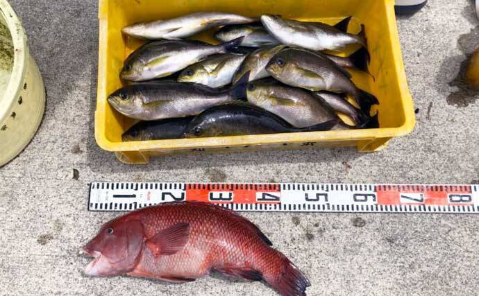 【愛知】沖のエサ釣り最新釣果　55cm頭にイシダイ船中27匹の数釣り達成