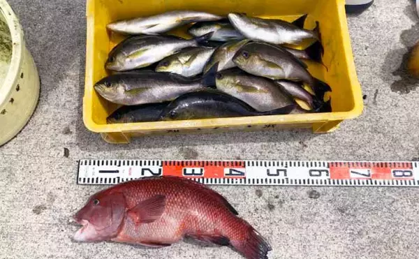 「【愛知】沖のエサ釣り最新釣果　55cm頭にイシダイ船中27匹の数釣り達成」の画像