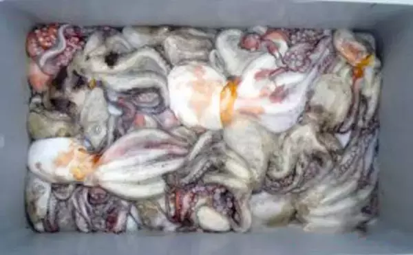 「【愛知】沖のエサ釣り最新釣果　55cm頭にイシダイ船中27匹の数釣り達成」の画像