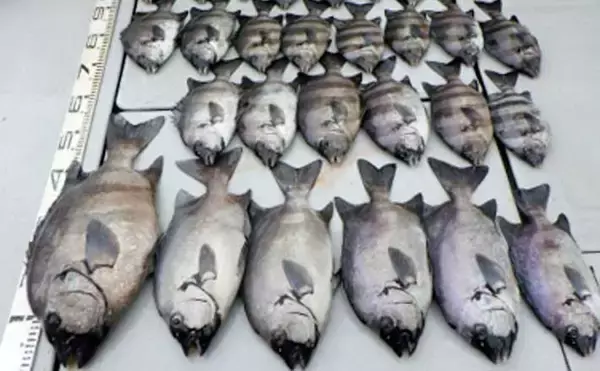 【愛知】沖のエサ釣り最新釣果　55cm頭にイシダイ船中27匹の数釣り達成