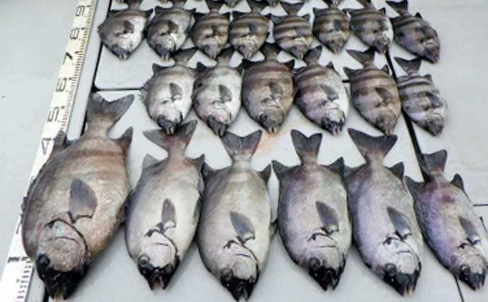 【愛知】沖のエサ釣り最新釣果　55cm頭にイシダイ船中27匹の数釣り達成
