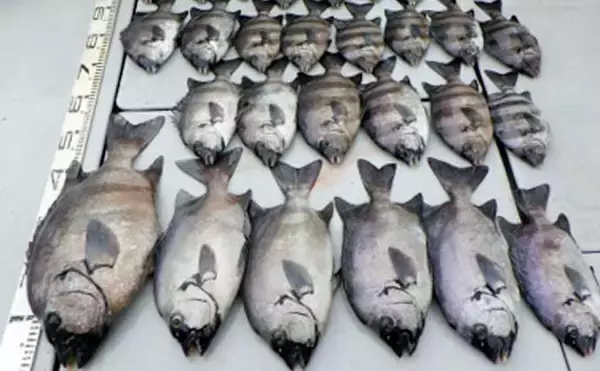 「【愛知】沖のエサ釣り最新釣果　55cm頭にイシダイ船中27匹の数釣り達成」の画像