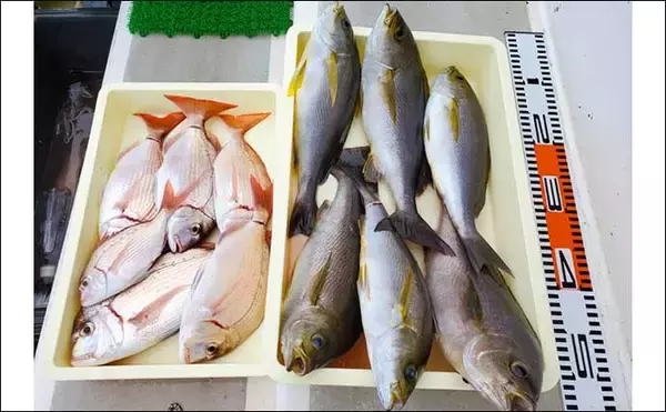 「【愛知】沖のエサ釣り最新釣果　55cm頭にイシダイ船中27匹の数釣り達成」の画像