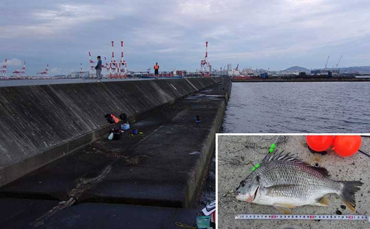 大阪湾の沖堤防を徹底解剖 神戸第6防波堤 落とし込み釣行も紹介 年8月4日 エキサイトニュース 2 7