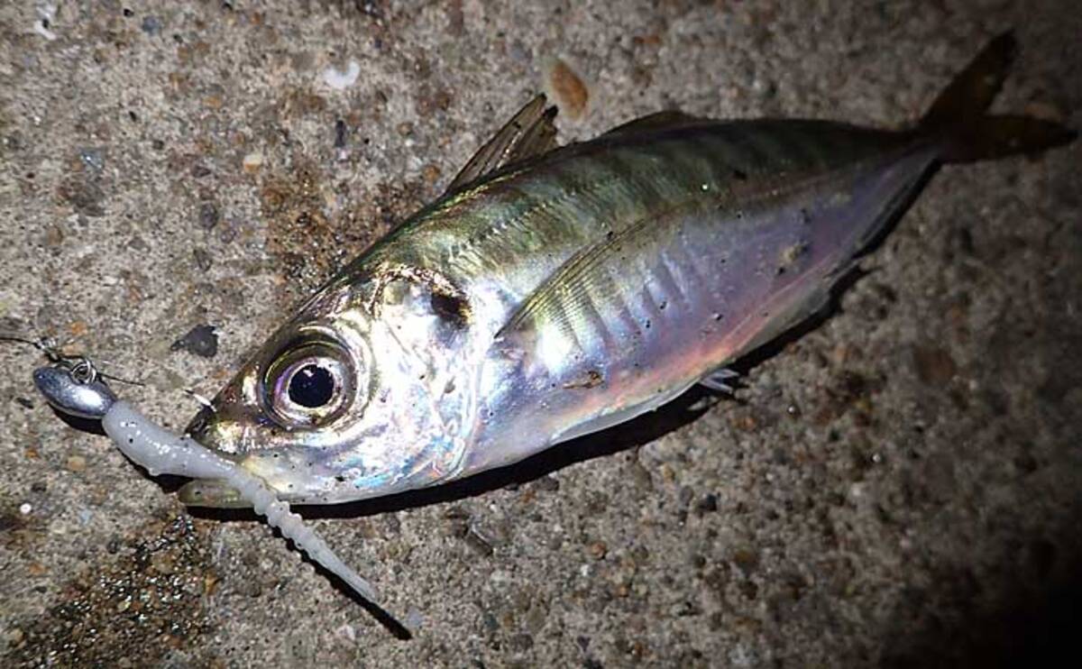 今さら聞けないアジングのキホン ワームの選び方 初めは5種あれば十分 年8月9日 エキサイトニュース 2 3