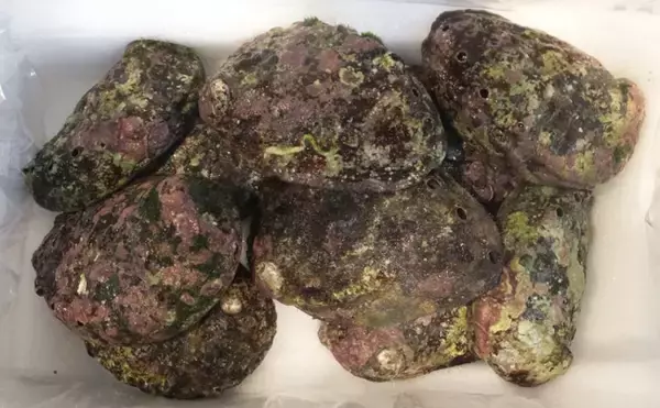 「アワビの天然物・養殖物の見分け方　「殻の色」を見れば一目瞭然？」の画像