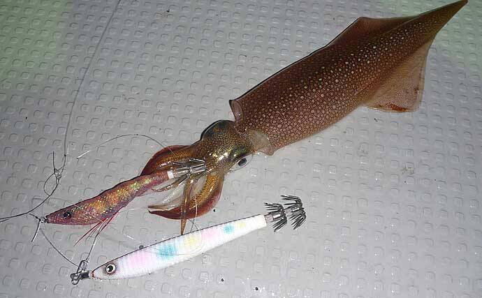 【関西2020】ケンサキイカ半夜船のススメ　早起きが苦手な人にオススメ