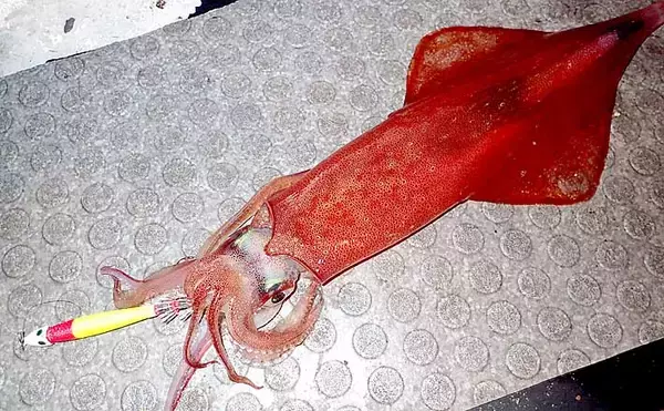 【関西2020】ケンサキイカ半夜船のススメ　早起きが苦手な人にオススメ