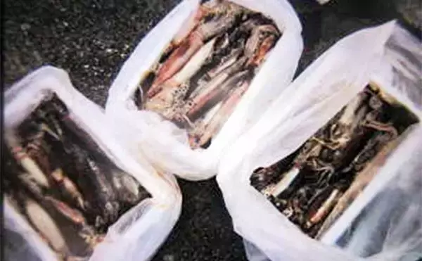 「【茨城2020】夏の風物詩『夜イカ』入門　タックル～釣り方まで」の画像