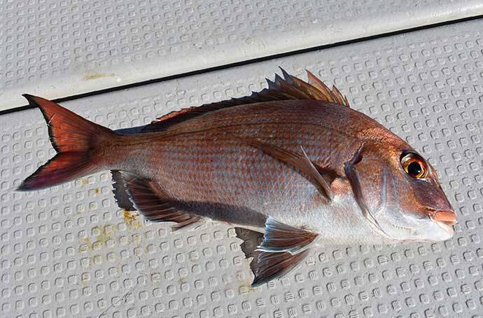 初めての釣りで 高級魚 狙うなら船釣りで決まり オススメ釣物3選 年8月14日 エキサイトニュース