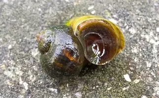 サザエやタニシなどの巻貝は右巻きか左巻きか知ってる 興味深い事実 年10月19日 エキサイトニュース 2 2 サザエやタニシなどの巻貝は右巻きか左巻きか知ってる 興味深い事実 年10月19日 エキサイトニュース 2 2