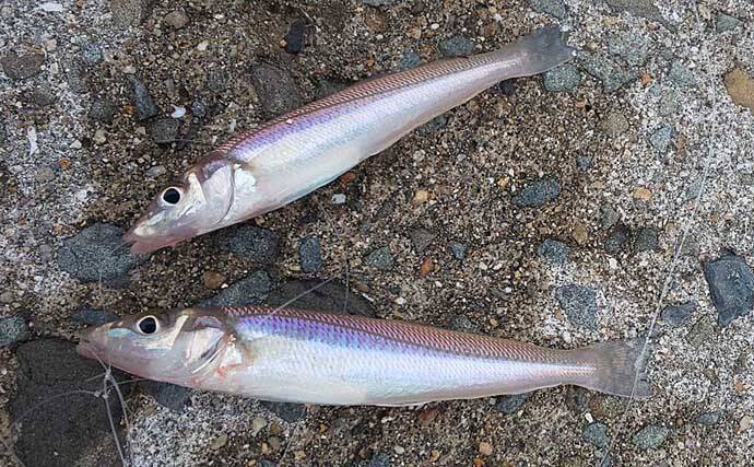 河口のチョイ投げキス堪能　早朝3時間で10～15cm15尾【大阪・大津川尻】