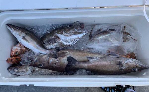 スロージギングで高級魚 アラ 連発 3 8kg頭に5匹 石川 諏訪丸 年8月8日 エキサイトニュース