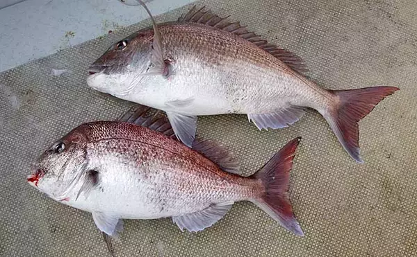 「【関西2020夏】船からの大物狙いに最適な『完全フカセ釣り』入門」の画像