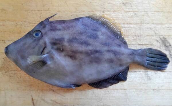 夏カワハギは 皮を剥がない 調理法がオススメ 肝が少なくても美味 年8月8日 エキサイトニュース 夏カワハギは 皮を剥がない 調理法がオススメ 肝が少なくても美味 年8月8日 エキサイトニュース