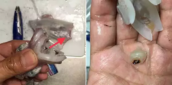 「【四国2020】夏のヒイカ狙いライトエギング入門　簡単なさばき方も紹介」の画像