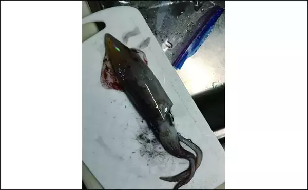 「【四国2020】夏のヒイカ狙いライトエギング入門　簡単なさばき方も紹介」の画像