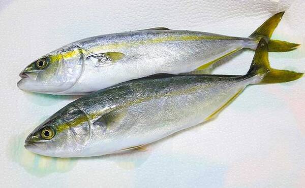 手漕ぎボートで悠々コマセ釣り ワカシ6匹キャッチ 神奈川 長者ヶ崎 年8月15日 エキサイトニュース