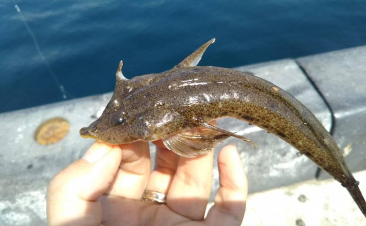 キス釣り定番ゲスト メゴチ の生態 よく似た ヤリヌメリ にご用心 年8月30日 エキサイトニュース