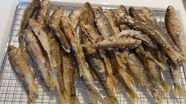 「『オランダ仕掛け』の淡水小物釣りで1時間60匹の大釣り【宮崎・本庄川】」の画像