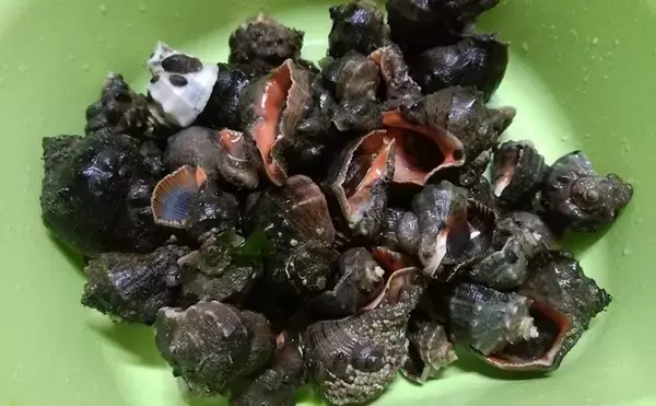 「アサリの天敵『アカニシ貝』潮干狩り　群生地発見で55個【海の公園】」の画像