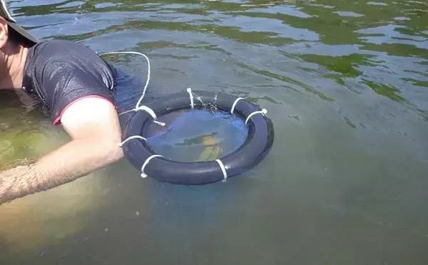 「アサリの天敵『アカニシ貝』潮干狩り　群生地発見で55個【海の公園】」の画像