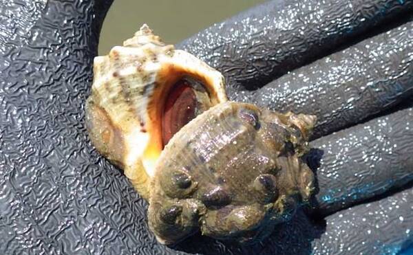 アサリの天敵 アカニシ貝 潮干狩り 群生地発見で55個 海の公園 年8月22日 エキサイトニュース アサリの天敵 アカニシ貝 潮干狩り 群生地発見で55個 海の公園 年8月22日 エキサイトニュース