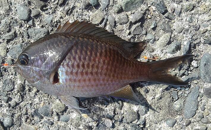 白味魚屈指の脂のノリを持つ魚 スズメダイ 嫌われがちなワケとは 年8月21日 エキサイトニュース