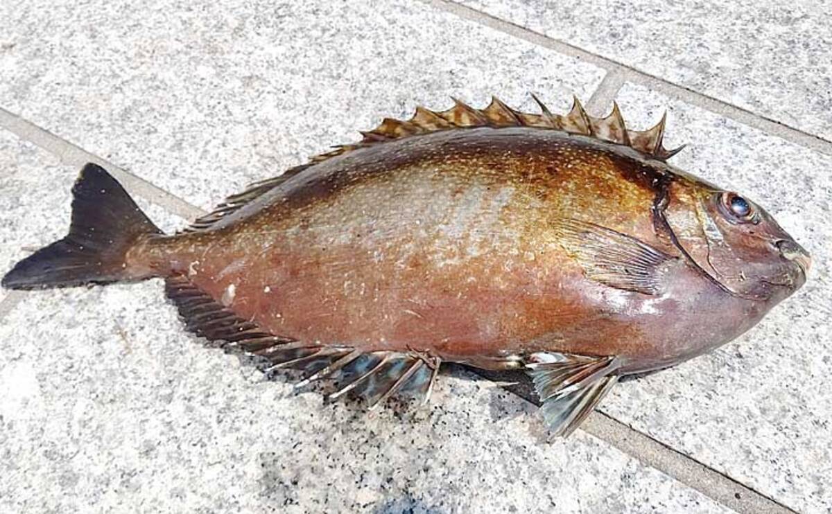 厄介な定番ゲスト魚 アイゴ の下処理方法 安全に美味しく食べるために 年8月22日 エキサイトニュース
